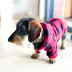 Stylish Hoodie - With Convenient Pockets For Dogs