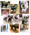 Snow Boots For Dogs - Anti-slip Walking Shoes
