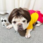 Hot Trend Wig For Dog - Stylish And Fashion