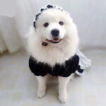Cute and Funny Maid Outfit For Dogs
