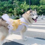 Summer Clothes For Big Dogs - Cute And Sweet Dress