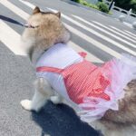 Summer Clothes For Big Dogs - Cute And Sweet Dress