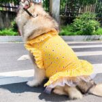 Cool Summer Dress With Chrysanthemums For Dogs