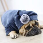 Warm Hoodie - Personality And Style For Dogs