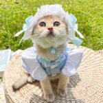 Maid Cosplay - Cute And Sweet Costume For Dogs