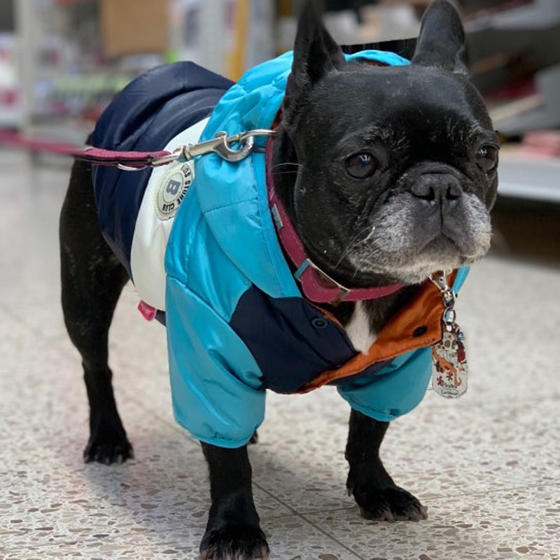Waterproof Winter Jacket - Warm Clothes For Dogs