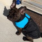 Black Coat For Dog - Modern And Waterproof Design