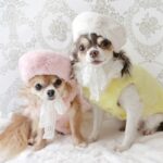 Luxurious And Elegant Beret For Dogs