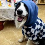 Fleece Hoodie For Dog In Winter - Super Cool