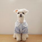 Lace-trimmed Shirt For Dog - Sweet Pastel Colors