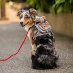 Travel Backpack For Dog - Compact and convenient