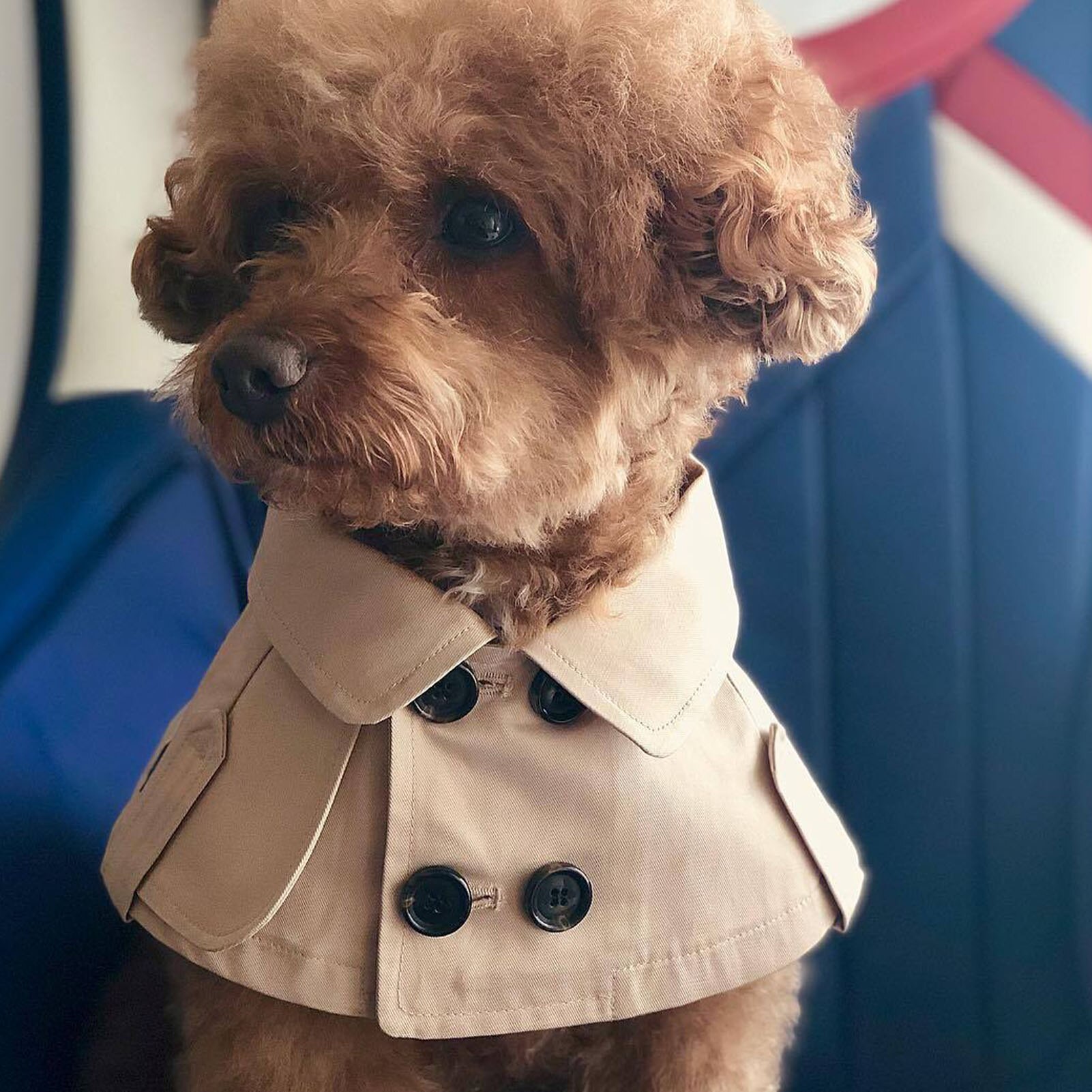 Fashion-British-Style-Dog-Cloak-WindbreakerCorgi-French-Bulldog-Pet-Dog-Bib-Pet-Clothing-Cape-Pets-Costume[1]