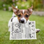 Funny Fake Newspaper - Dog Chew Toys